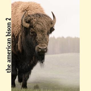 The American Bison 2