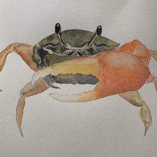 Crabs (Side to Side)