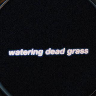 watering dead grass