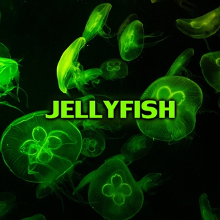 JELLYFISH