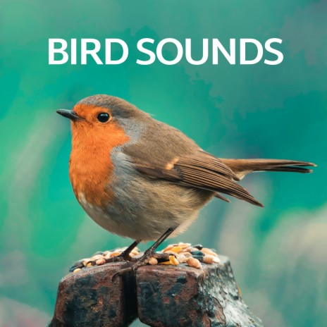 Avian Serenade ft. Bird Sounds & Nature Sounds | Boomplay Music