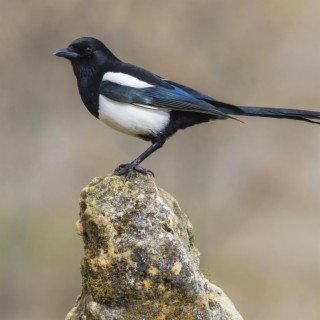 Magpies