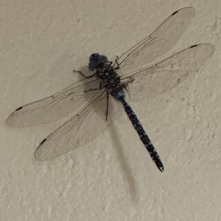 Dragon Fly