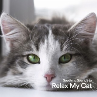 Soothing Sounds to Relax My Cat