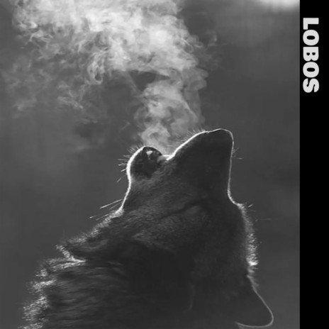 Lobos | Boomplay Music