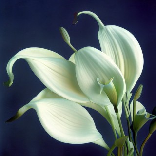 The Calla Lilies Are Blooming Again