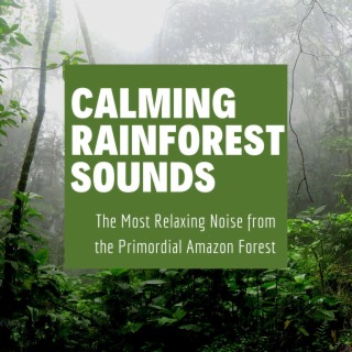 Calming Rainforest Sounds: The Most Relaxing Noise from the Primordial Amazon Forest