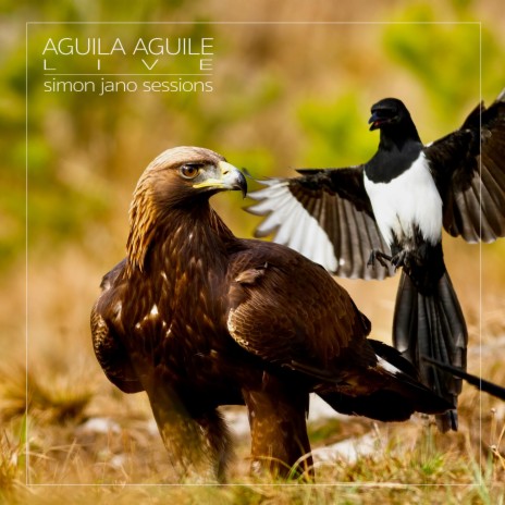 Aguila Aguile (Live at the Medicine Music Lounge) | Boomplay Music