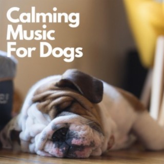 Calming Music For Dogs