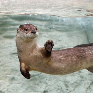 Otterr