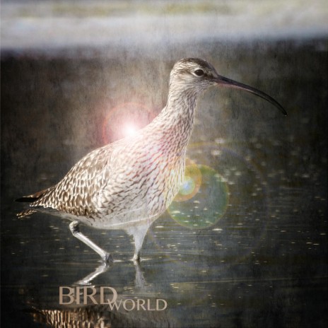 Bird world | Boomplay Music