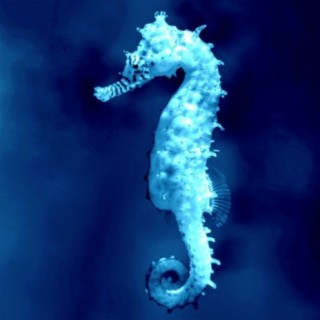 Seahorses