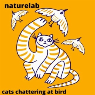 Cats Chattering At Bird