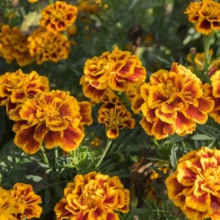 Marigold