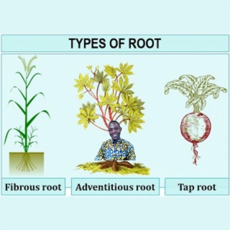 Root | Boomplay Music