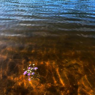 Asters & Daisies