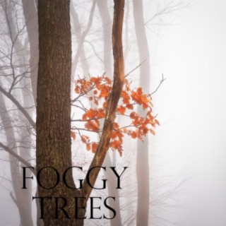 Foggy Trees