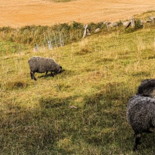 Gloomy wool mothers
