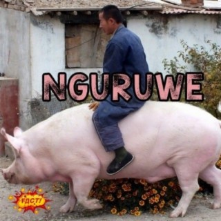 Nguruwe | What da Fact!