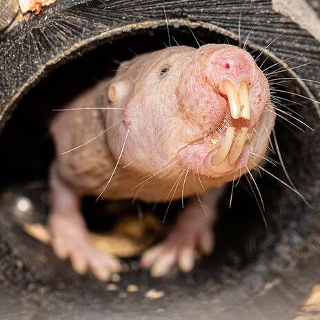 Mole rat | Boomplay Music