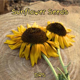 Sunflower Seeds