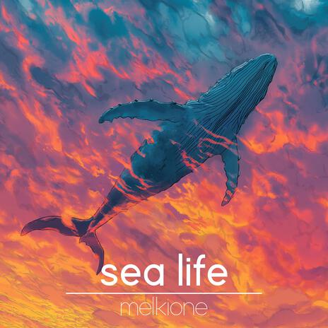 sea life | Boomplay Music