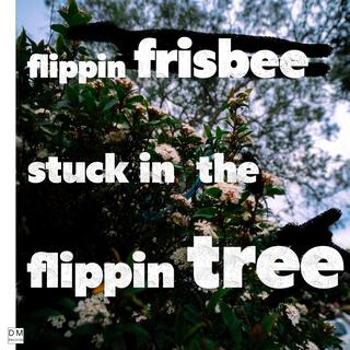 flippin frisbee stuck in the flippen tree