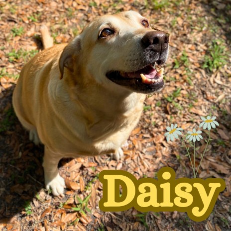 Daisy | Boomplay Music