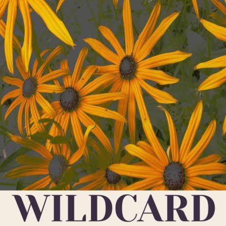 Wildcard | Boomplay Music