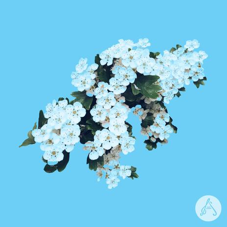 Blue and White Garden | Boomplay Music