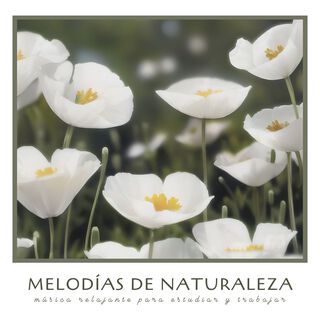 Melodías de Naturaleza: Música Relajante para Estudiar y Trabajar