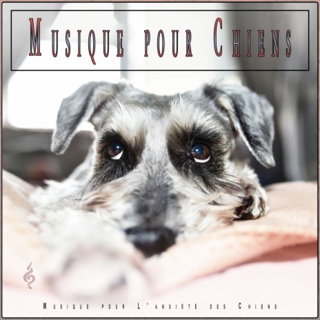 Musique Sereine pour Mon Chien ft. Musique pour L'anxiété des Chiens & Musique Relaxante pour Chiens | Boomplay Music