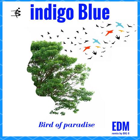 Bird of Paradise (Dance Rimix) | Boomplay Music