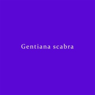 Gentiana scabra