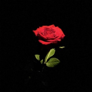 Rose Gold lyrics | Boomplay Music