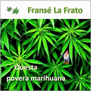 Questa povera marihuana