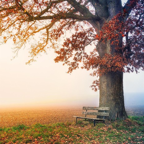 Autumn Walk