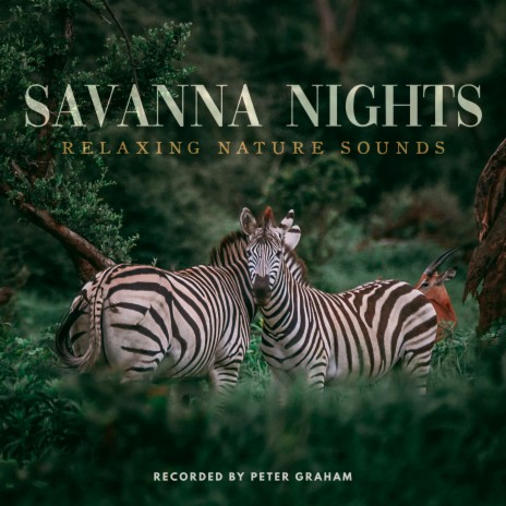 Savanna Nights | Boomplay Music