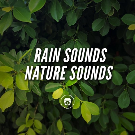 Dull Rain Sounds | Boomplay Music