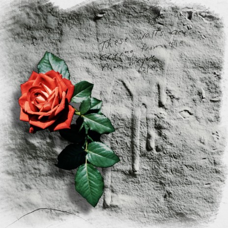 Concrete Rose (Radio Edit)