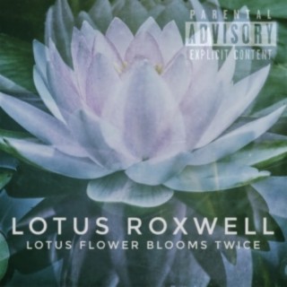 Lotus Flower Blooms Twice