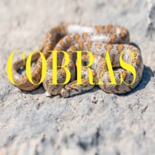 Cobras