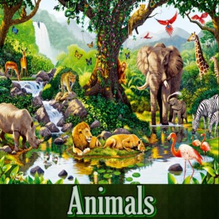 Animals