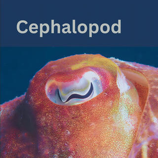 Cephalopod