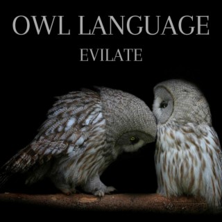 Owl Language