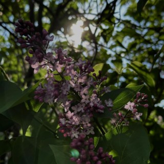 Mom's Lilacs (Wendy's song)