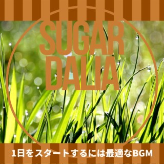 Sugar Dalia