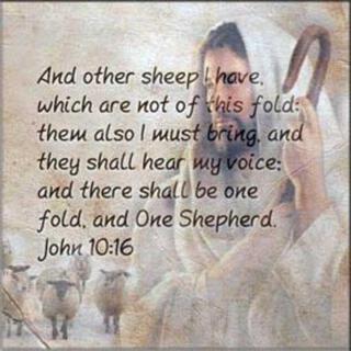 THE FINE SHEPHERD