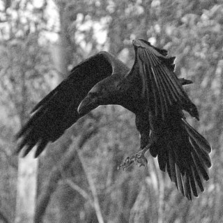 vagabond raven (demo)