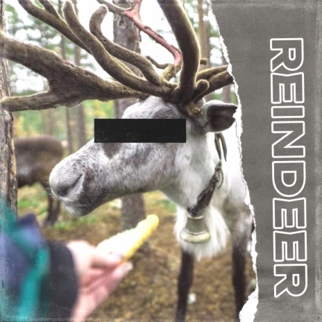 Reindeer | Boomplay Music